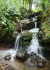 Gewinnermotiv des Fotowettbewerbs „Wald, Wärme, Leben“