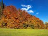 Gewinnermotiv des Fotowettbewerbs „Wald, Wärme, Leben“