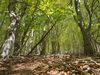 Gewinnermotiv des Fotowettbewerbs „Wald, Wärme, Leben“