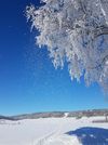 Gewinnermotiv des Fotowettbewerbs „Wald, Wärme, Leben“